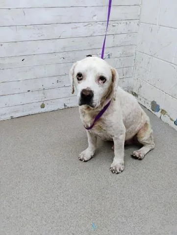 An adult large-sized male Pit Bull Terrier dog named Kyle for adoption in San Bernardino, CA