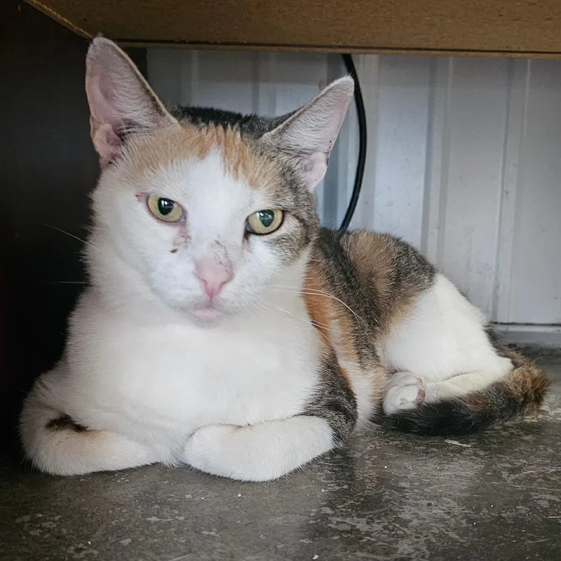 An adult small-sized female Calico Domestic Short Hair cat named Gumdrop for adoption in Corydon, IN