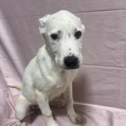 A baby small-sized female Mixed Breed dog named Pepper for adoption in West Chester, PA