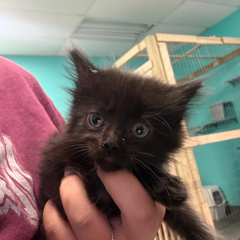 A baby small-sized female Black Domestic Medium Hair cat named Charlotte for adoption in Lake Jackson, TX
