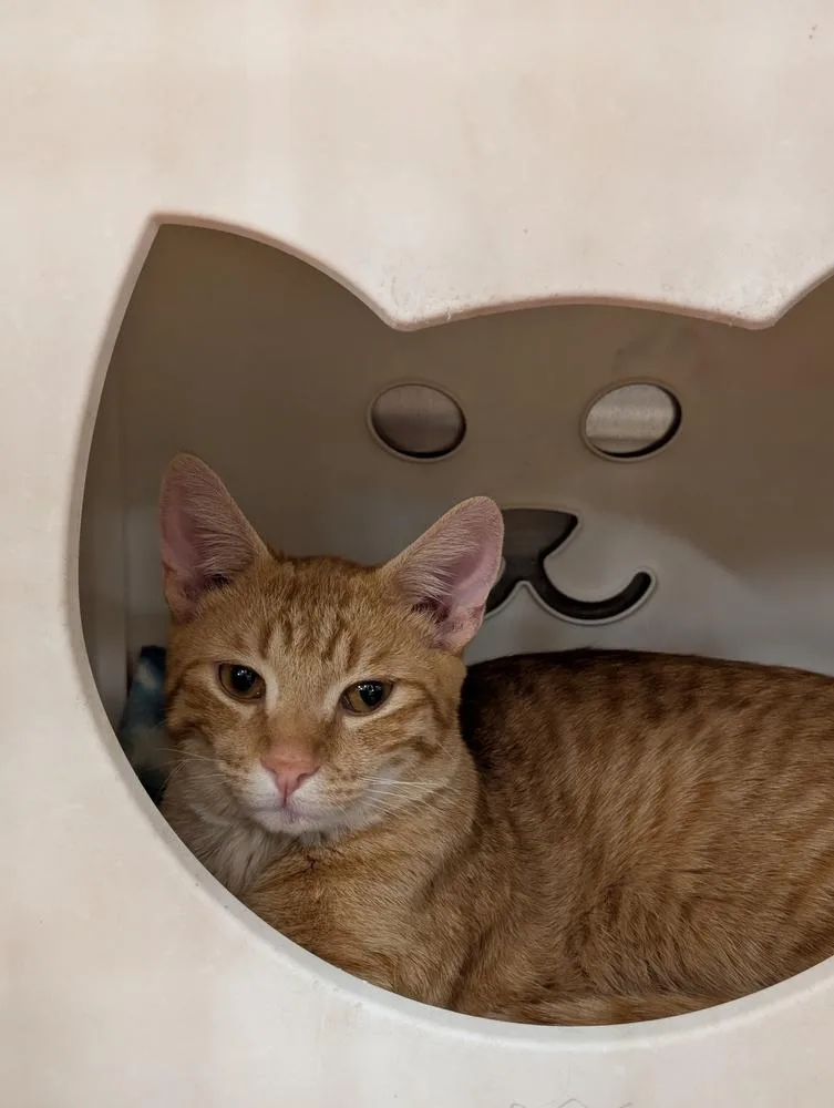 A young large-sized male Domestic Short Hair cat named Tango for adoption in Tucson, AZ