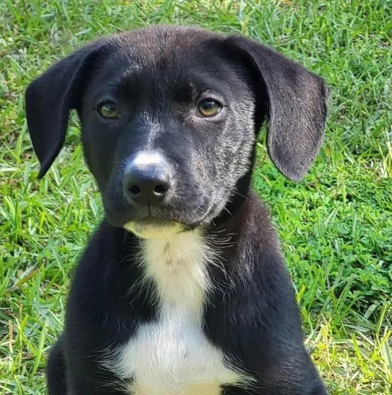 A baby large-sized male Tricolor (Brown, Black, & White) Mixed Breed dog named Jesse for adoption in Groveland, MA