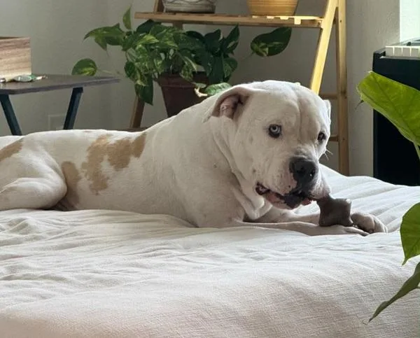 An adult large-sized male Mixed Breed dog named Benito for adoption in Austin, TX