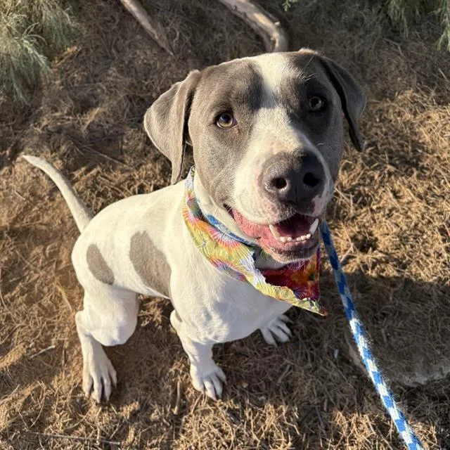 A young large-sized male Pit Bull Terrier dog named Rove for adoption in Tucson, AZ