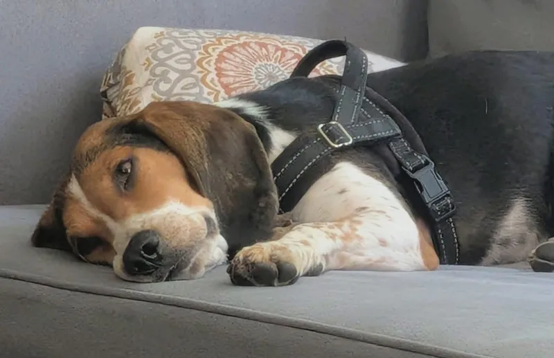 An adult small-sized male Beagle dog named Leonard for adoption in Crystal Lake, IL