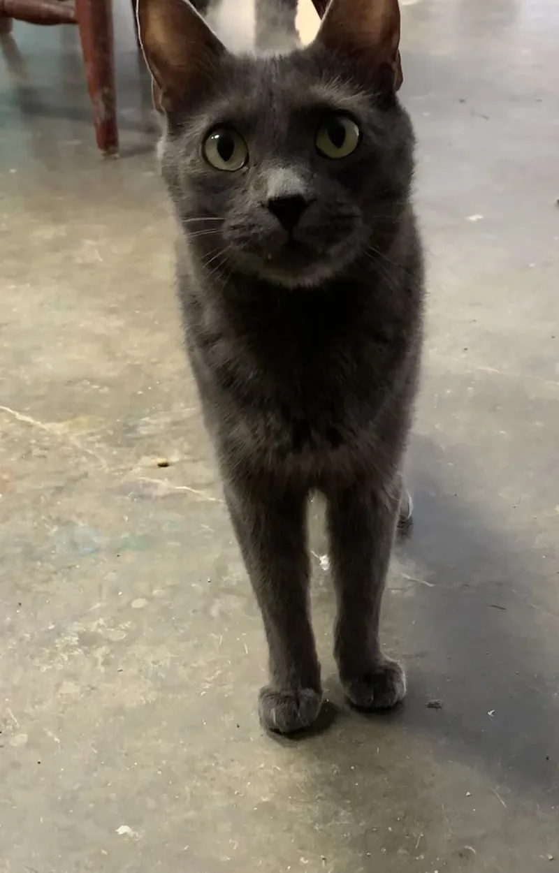 An adult medium-sized male Gray / Blue / Silver Domestic Short Hair cat named Kookie for adoption in Auburn, AL