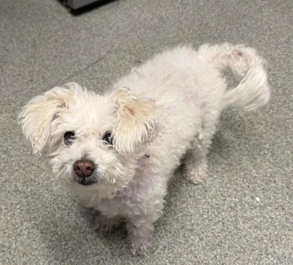 A senior small-sized male Standard Poodle dog named Rocky for adoption in Escondido, CA