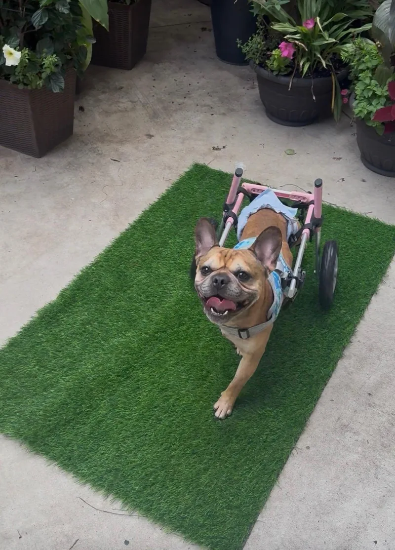 An adult small-sized male French Bulldog dog named Kodak for adoption in Evanston, IL