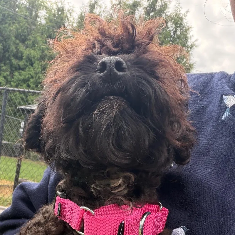 Oscar