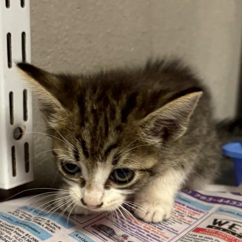 A baby small-sized female Brown / Chocolate Domestic Short Hair cat named Morticia for adoption in Yuma, AZ