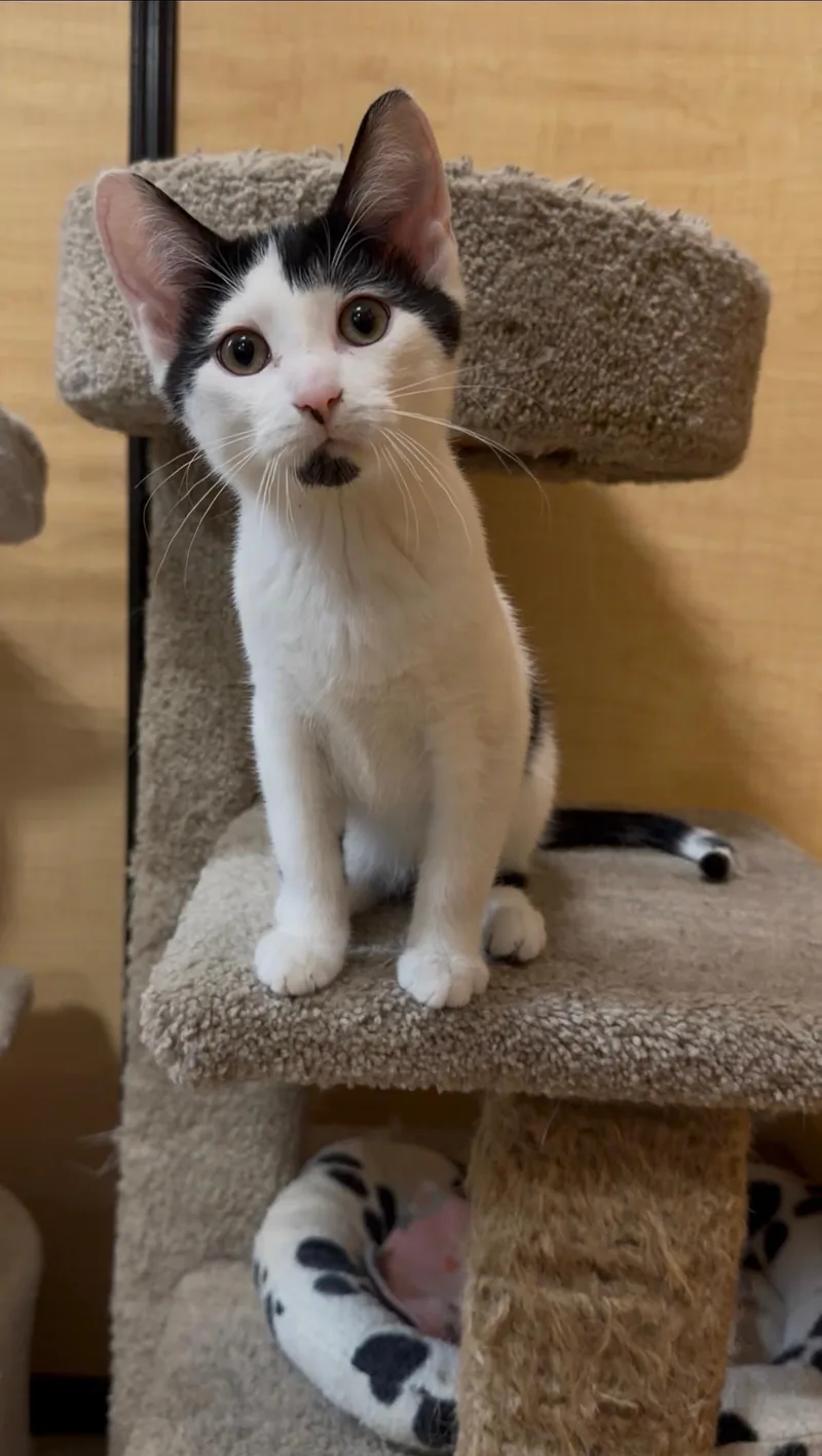 A baby medium-sized male Black & White / Tuxedo Domestic Short Hair cat named Pat for adoption in Barrington Hills, IL