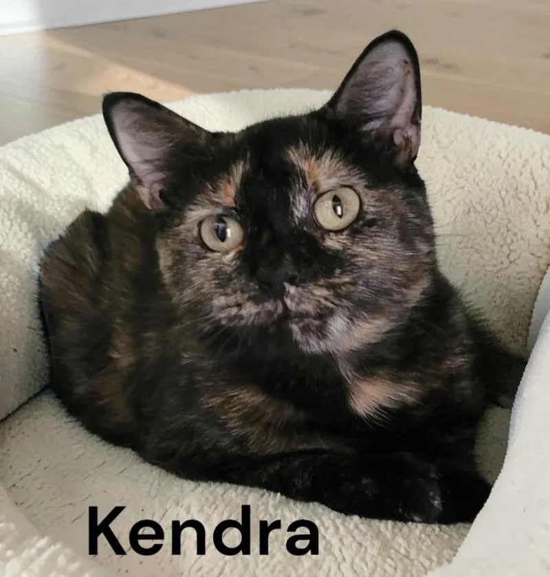 An adult medium-sized female Tortoiseshell cat named Kendra for adoption in Weems, VA