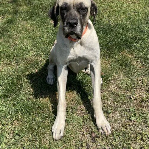 An adult large-sized female Yellow / Tan / Blond / Fawn Mastiff dog named Lilly for adoption in Edmond, OK