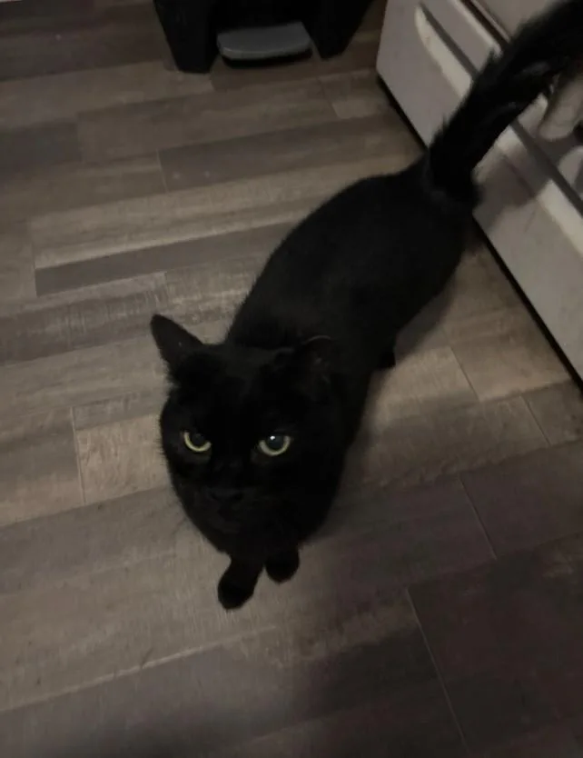 A young medium-sized female Black Domestic Short Hair cat named Lady for adoption in Price, UT