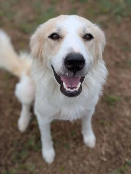 An adult large-sized female Great Pyrenees dog named Magnolia for adoption in Mansfield, TX