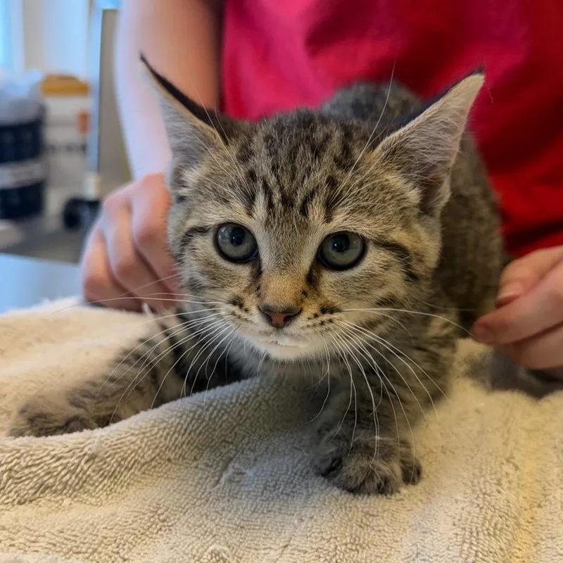 A baby small-sized female Domestic Short Hair cat named Nutmeg for adoption in East Smithfield , PA