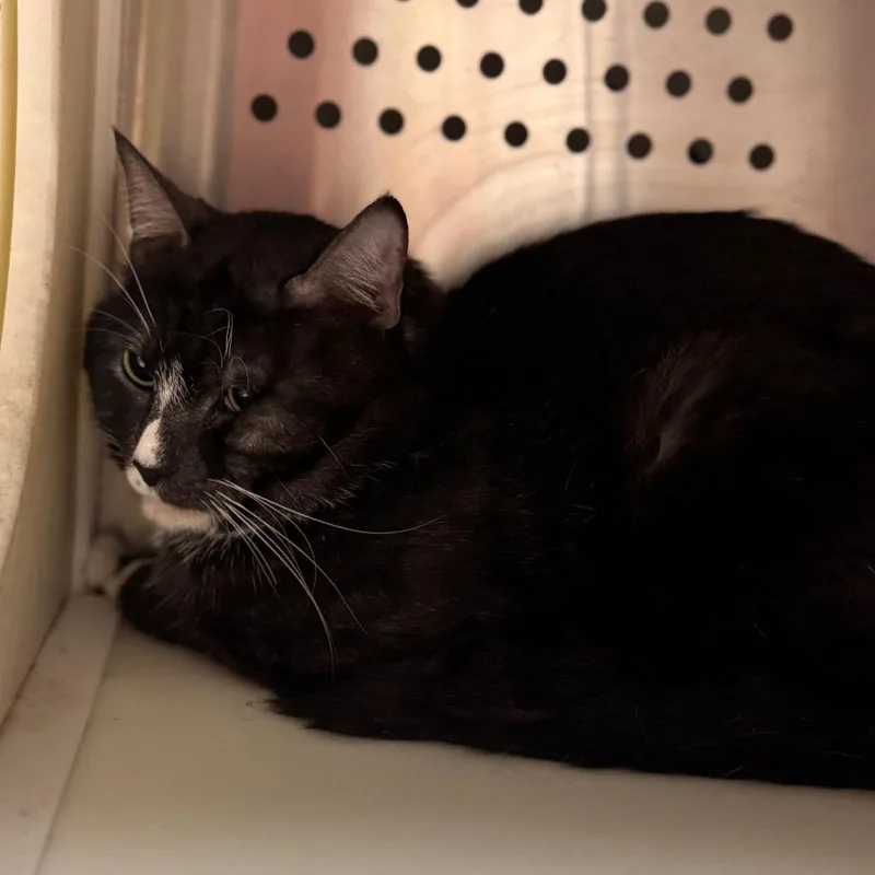 An adult medium-sized male Smoke Domestic Short Hair cat named Bentley for adoption in Starkville, MS