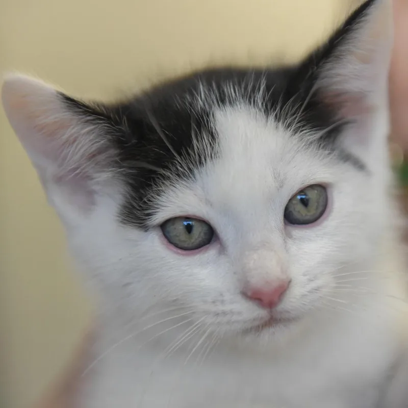 A baby small-sized male Black Domestic Short Hair cat named Tennessee for adoption in Redwood City, CA
