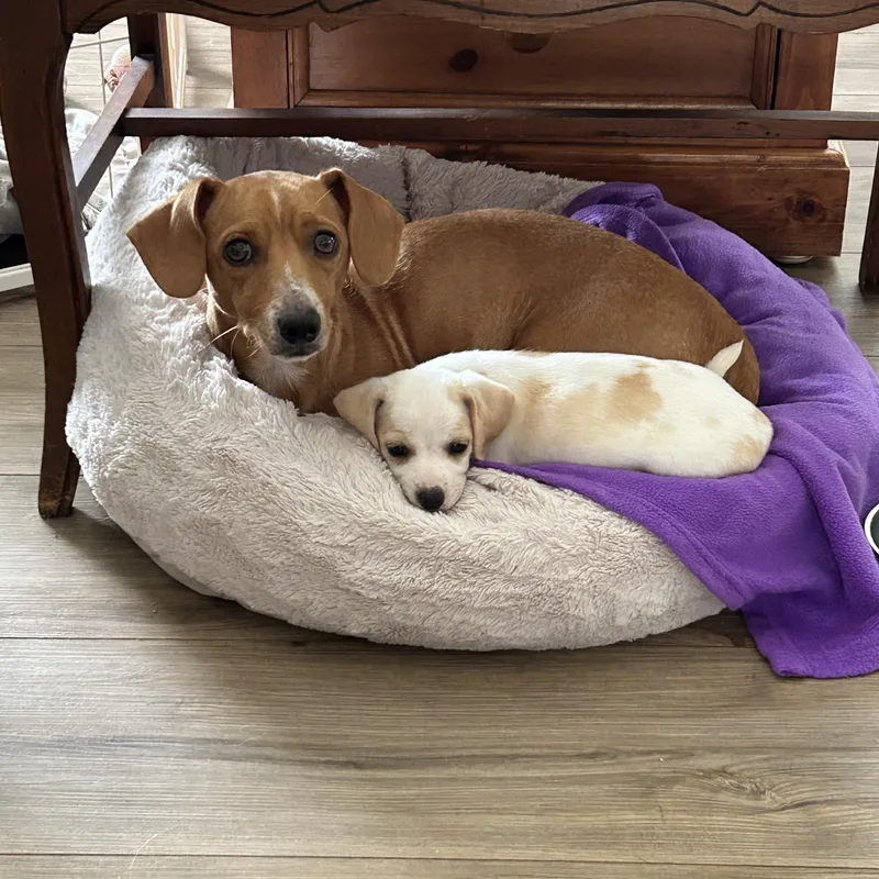 An adult small-sized female Golden Dachshund dog named Winnie for adoption in Chickasha, OK