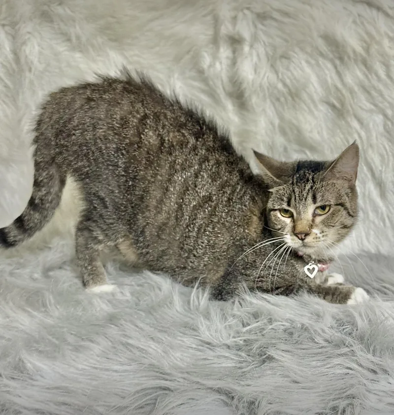 An adult medium-sized female Tabby (Brown / Chocolate) Tabby cat named Diamond for adoption in Dickinson, TX