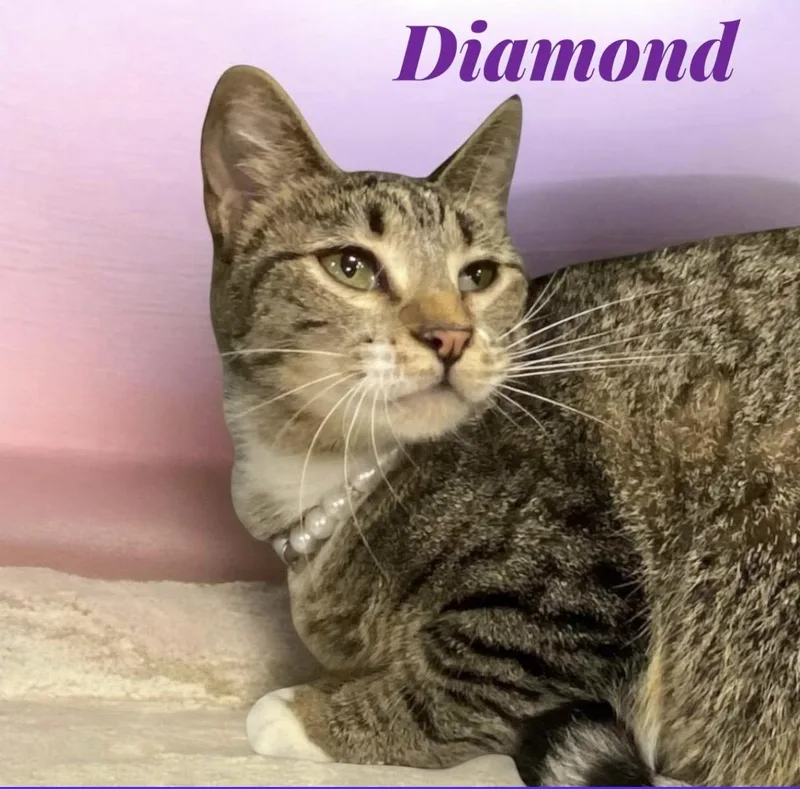 Diamond thumbnail 2