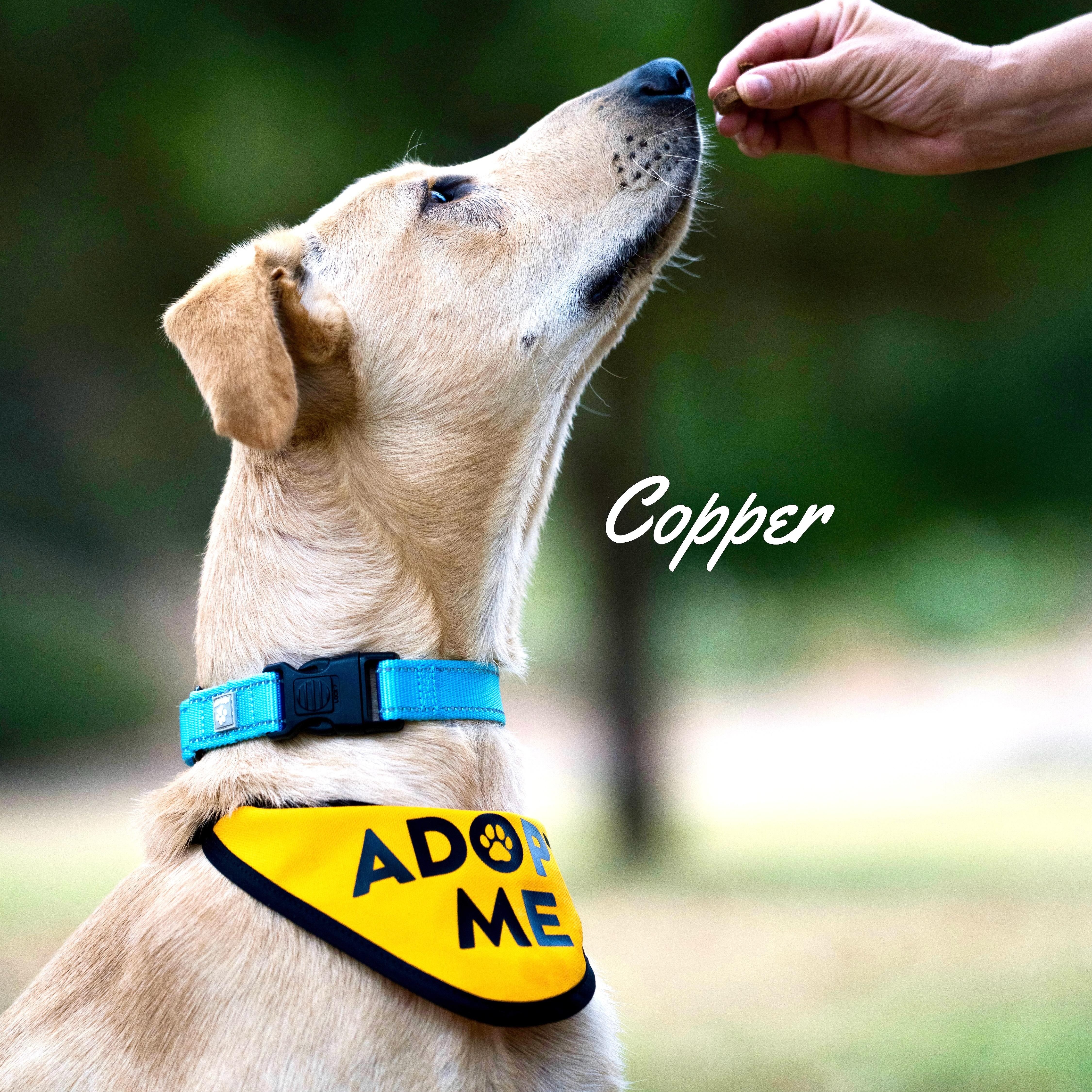 Copper thumbnail 5