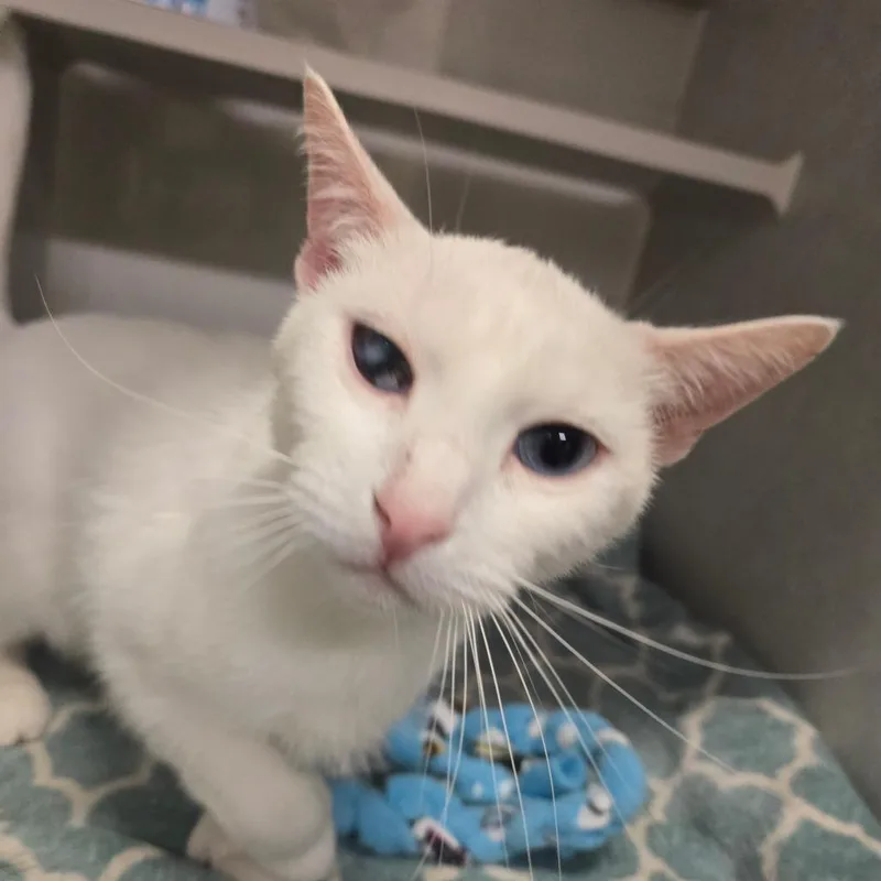 An adult large-sized male Domestic Short Hair cat named Rio for adoption in Fairport, NY