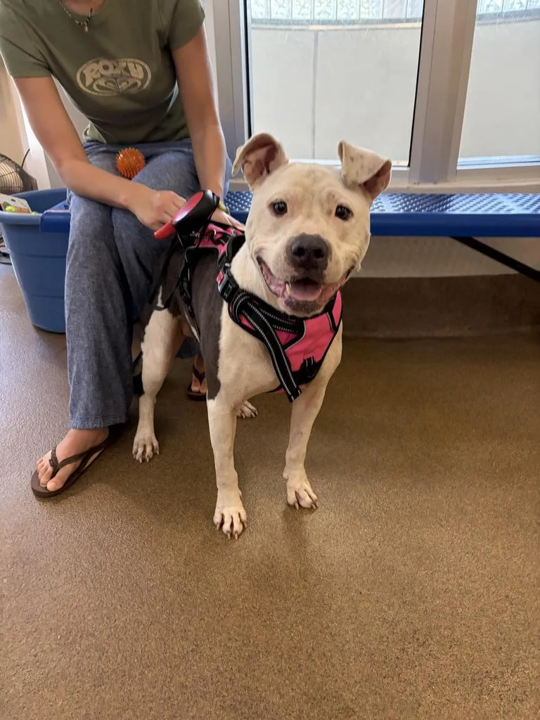 A young medium-sized female Mixed Breed dog named Rosie for adoption in Florence, SC
