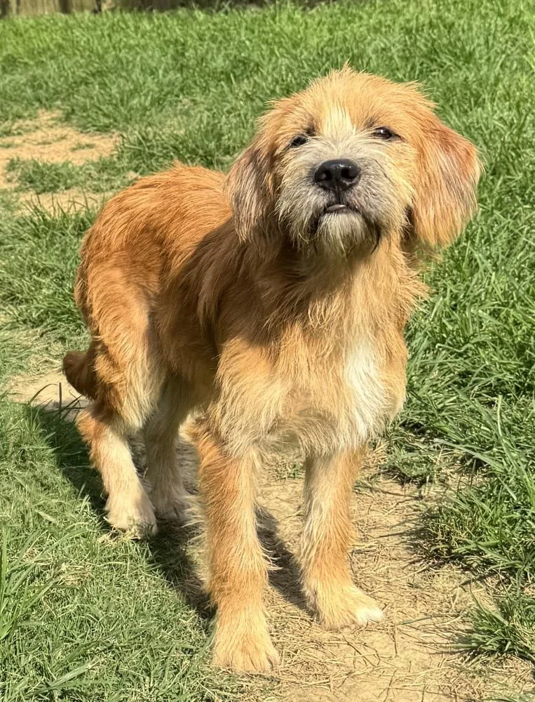 A young small-sized male Tricolor (Brown, Black, & White) Terrier dog named Xavier for adoption in Horn Lake, MS