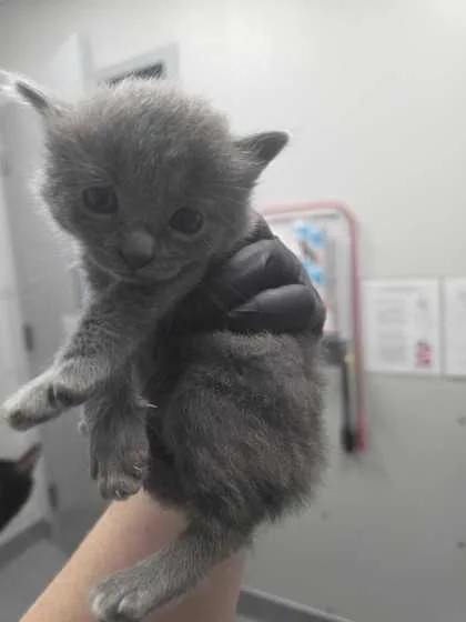 A baby small-sized female Domestic Short Hair cat named Turquoise for adoption in Sevierville, TN