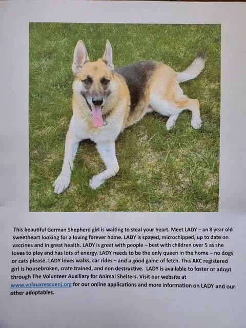 An adult large-sized female Tricolor (Brown, Black, & White) German Shepherd Dog dog named Lady for adoption in Jackson, NJ