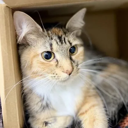 Cleo thumbnail 2