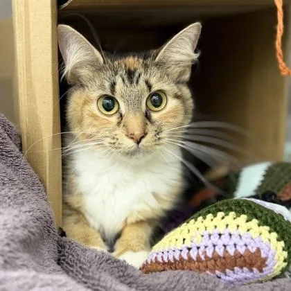 Cleo thumbnail 3