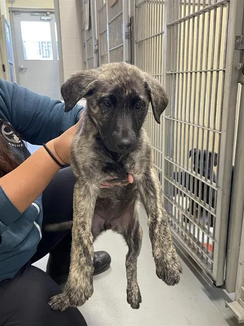 A baby small-sized female Labrador Retriever dog named Divine for adoption in Santa Cruz, CA