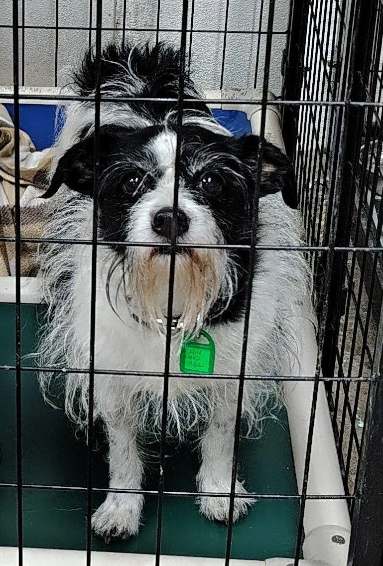 A senior small-sized male Bichon Frise dog named Dash and Bijou for adoption in Mukwonago, WI
