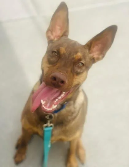 An adult large-sized male Mixed Breed dog named Bongo for adoption in West Chester, PA