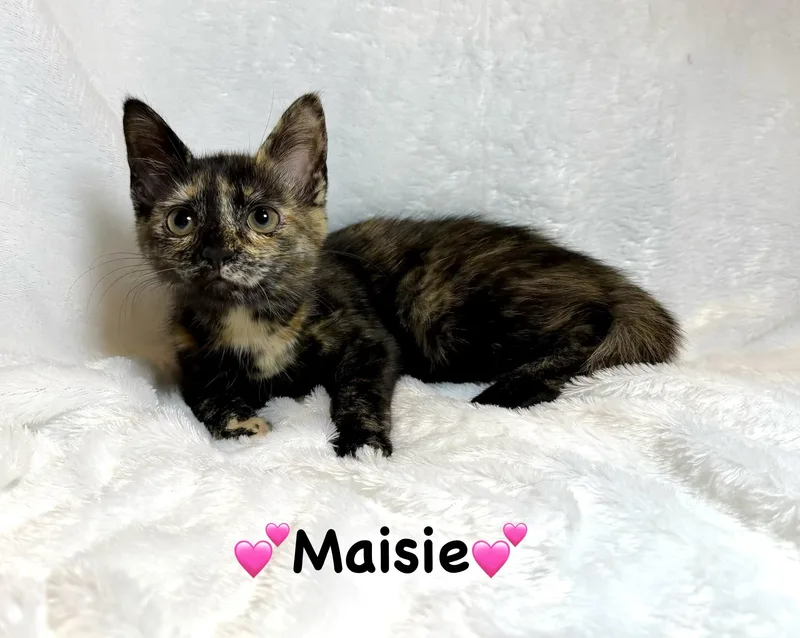A baby medium-sized female Tortoiseshell cat named Maisie for adoption in Copley, OH