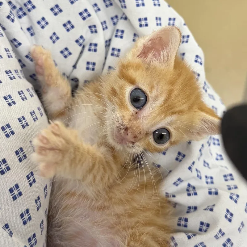 A baby small-sized male Orange / Red Domestic Short Hair cat named Colby for adoption in West Palm Beach, FL