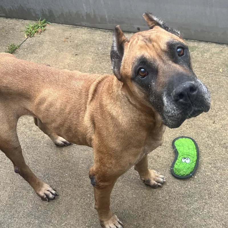 A senior large-sized female Brown / Chocolate Mastiff dog named Zelina for adoption in Northbrook, IL