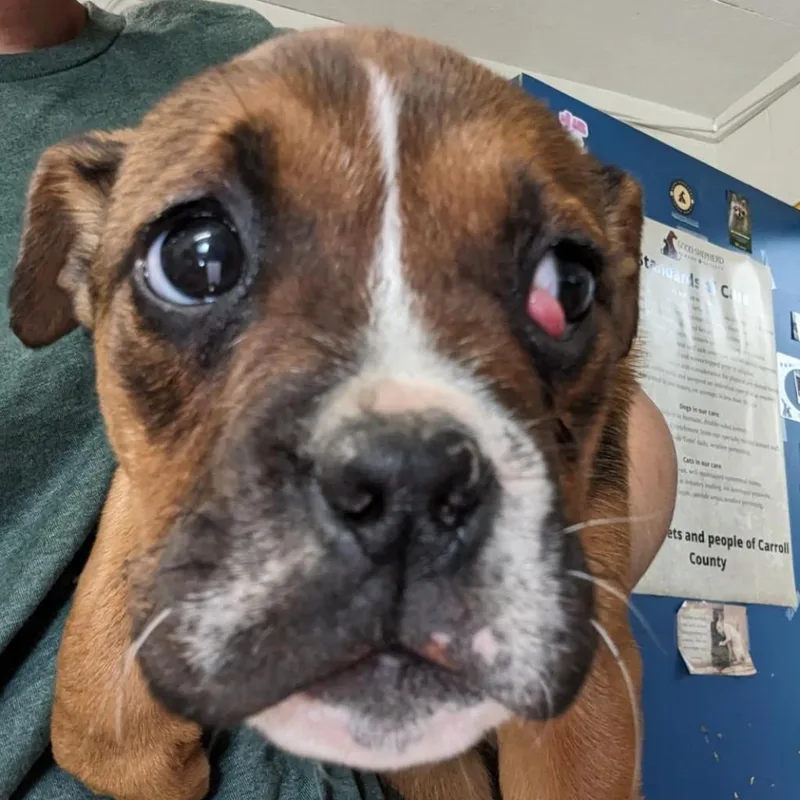 An adult medium-sized female Brown / Chocolate English Bulldog dog named Cherry for adoption in Eureka Springs, AR