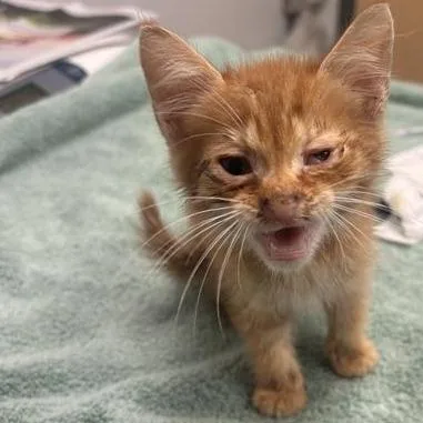 A baby small-sized male Orange / Red Domestic Medium Hair cat named SandCastle for adoption in Jacksonville, FL