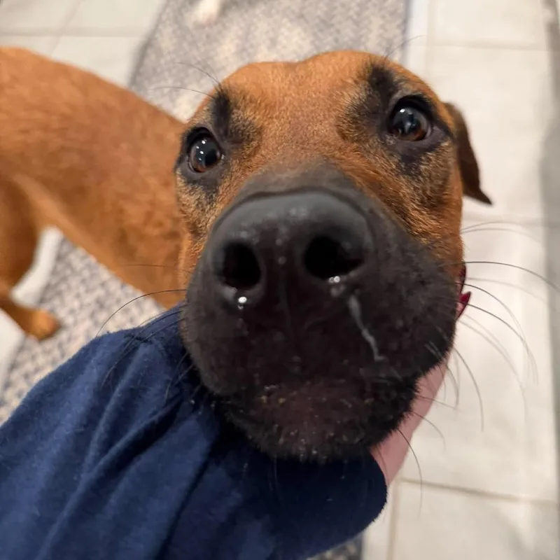 A baby small-sized male Golden Rhodesian Ridgeback dog named Bob for adoption in Tampa, FL