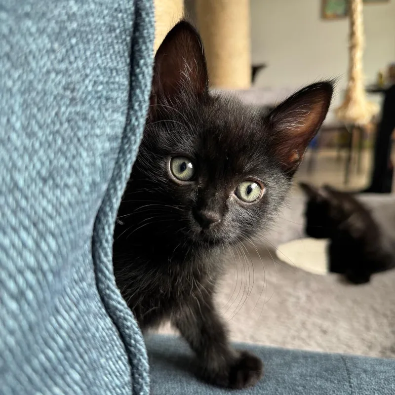 A baby small-sized female Black Domestic Short Hair cat named Crow for adoption in Keizer, OR