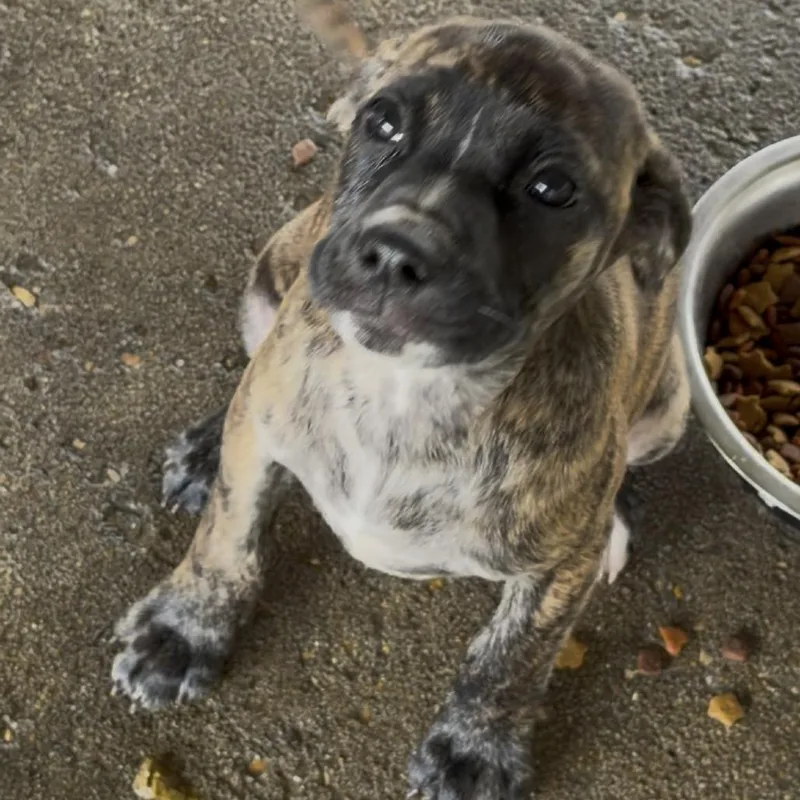A baby small-sized female Brindle Pit Bull Terrier dog named Bonnie for adoption in Wiggins, MS
