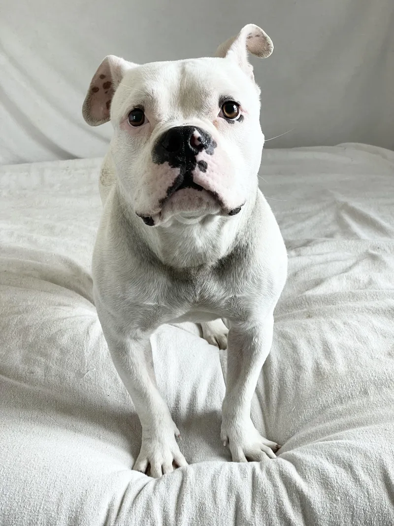 Mushy Sweet Ty thumbnail 3