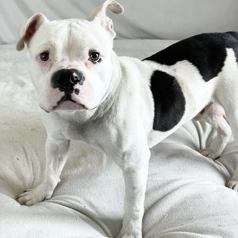 Mushy Sweet Ty thumbnail 4