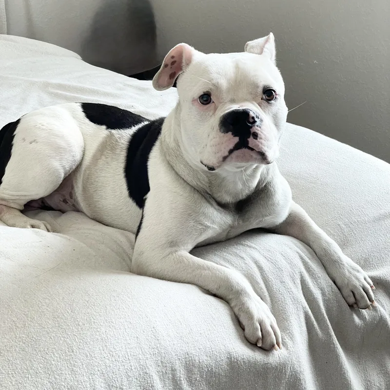 Mushy Sweet Ty thumbnail 5