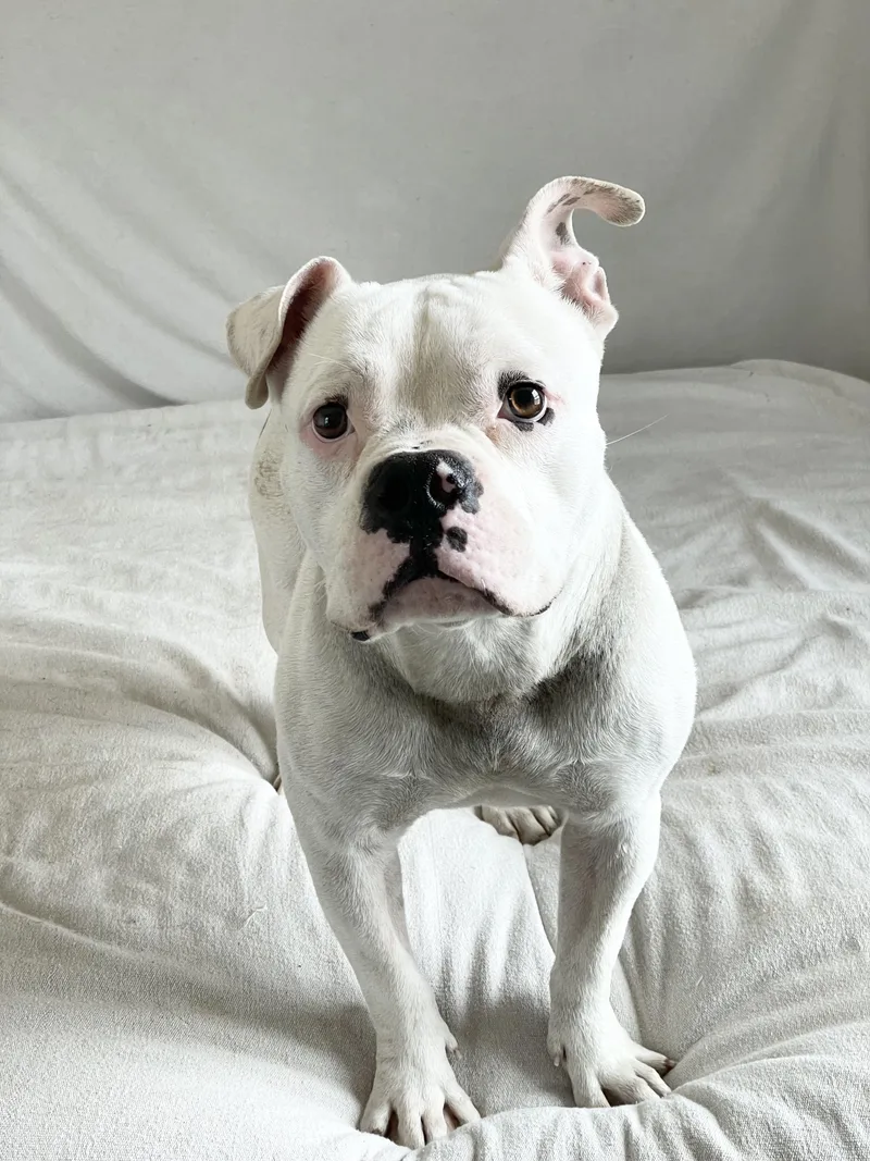 Mushy Sweet Ty thumbnail 6