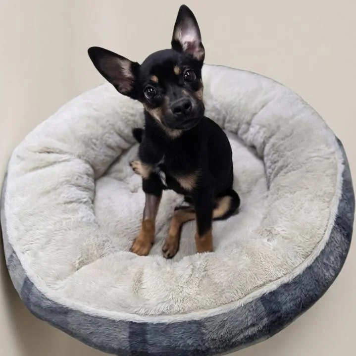 A young small-sized female Black Chihuahua dog named Annie for adoption in Enid, OK
