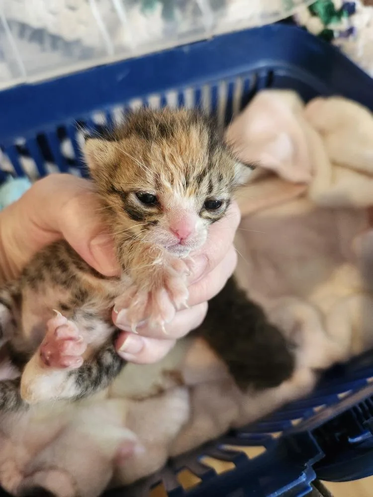 A baby medium-sized female Tabby (Brown / Chocolate) Domestic Short Hair cat named Gloria for adoption in Salinas, CA